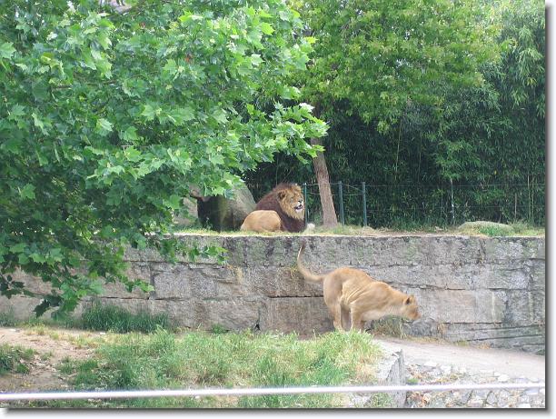 Diapositiva siguiente